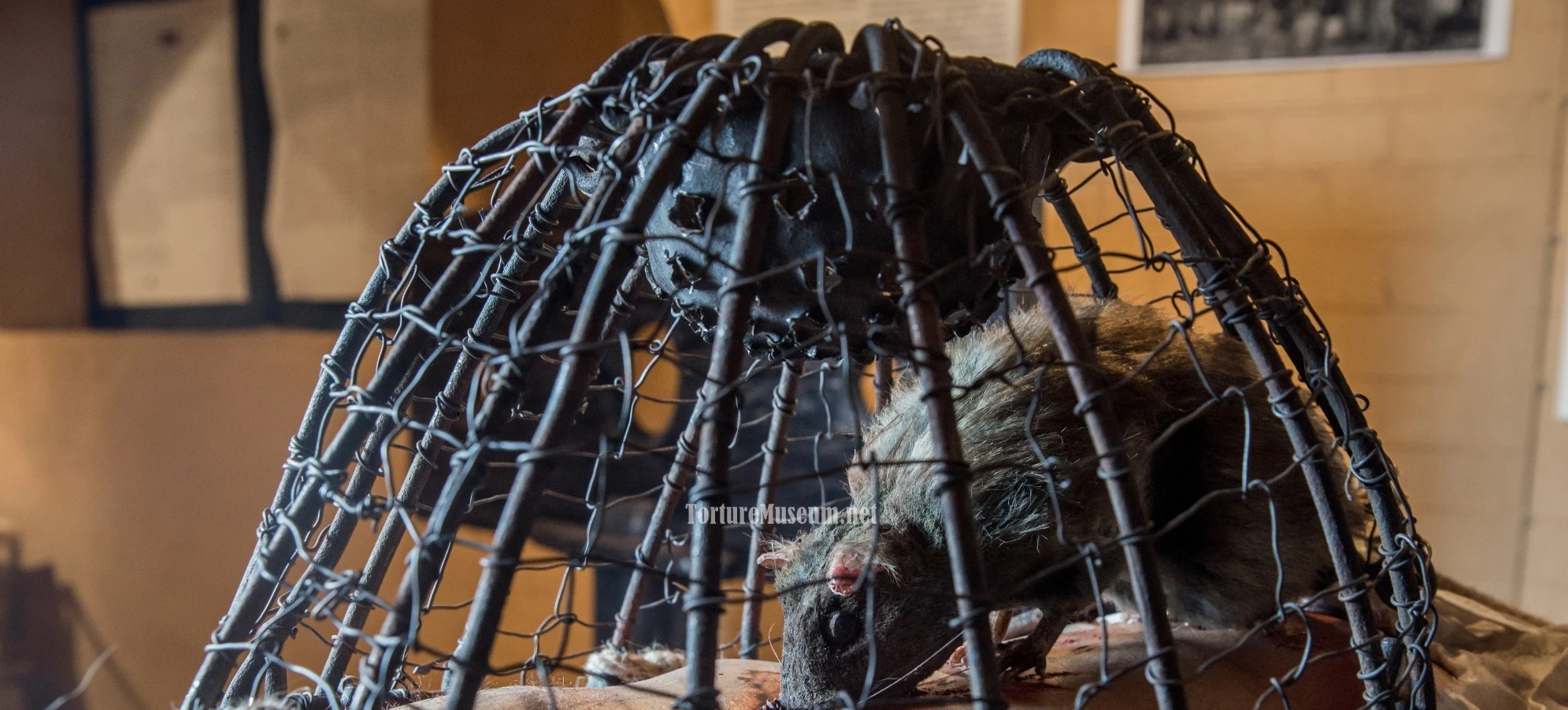 Rùng mình quái chiêu tra tấn hãi hùng bằng chuột của người xưa