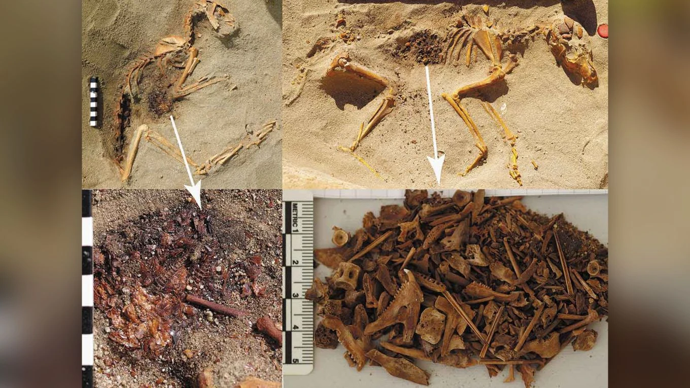 Phát hiện nghĩa trang động vật lâu đời nhất Ai Cập cổ đại