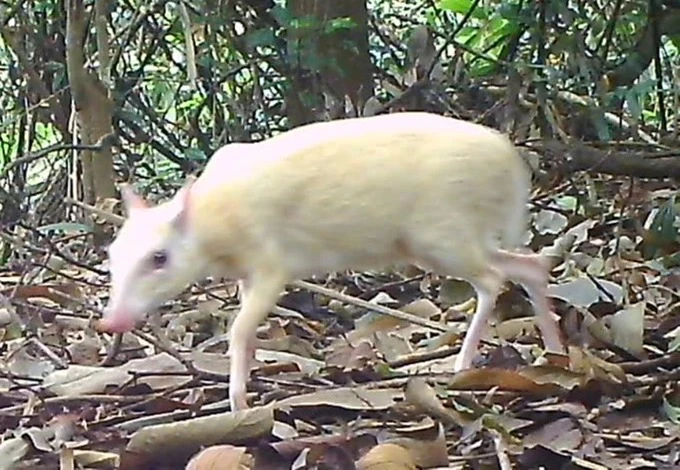 Cheo cheo Nam Dương bạch tạng vừa phát hiện quý hiếm cỡ nào?