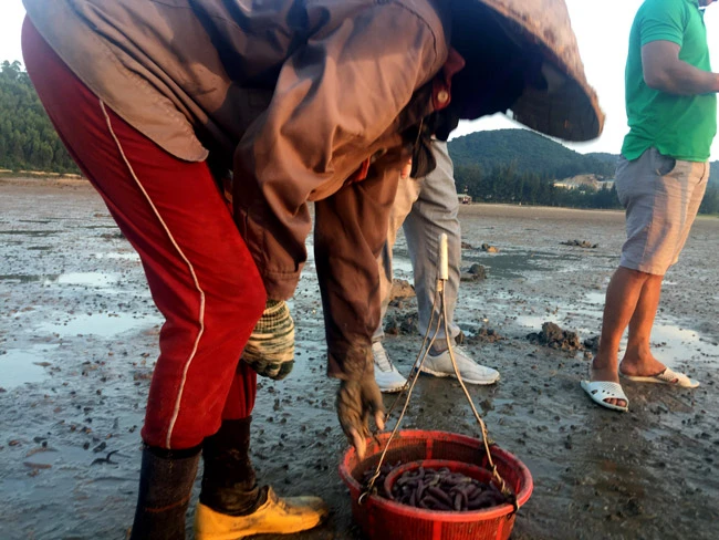 Theo chân những “ninja” săn vàng ròng tại Quảng Ninh