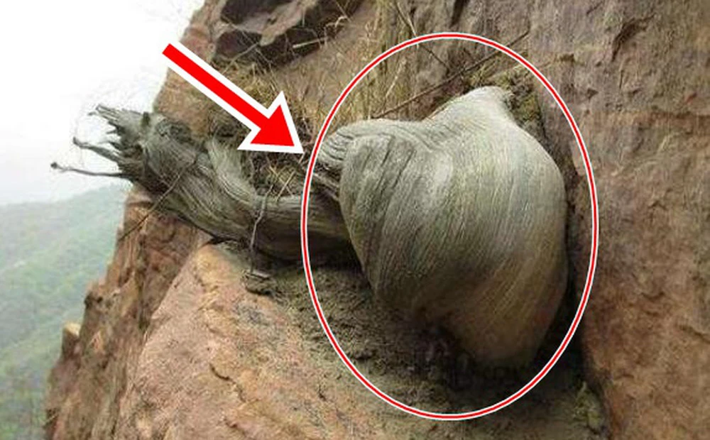 Lên núi hái thuốc, chàng trai vớ được “khúc gỗ” đáng giá ngàn vàng 