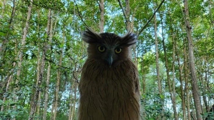 Chim cú cá xuất hiện ở Cà Mau, dân đổ xô đến chụp ảnh 