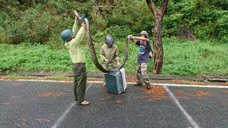 Tò mò trăn gấm 4m siêu hiếm quấn chết khỉ dưới núi Sơn Trà