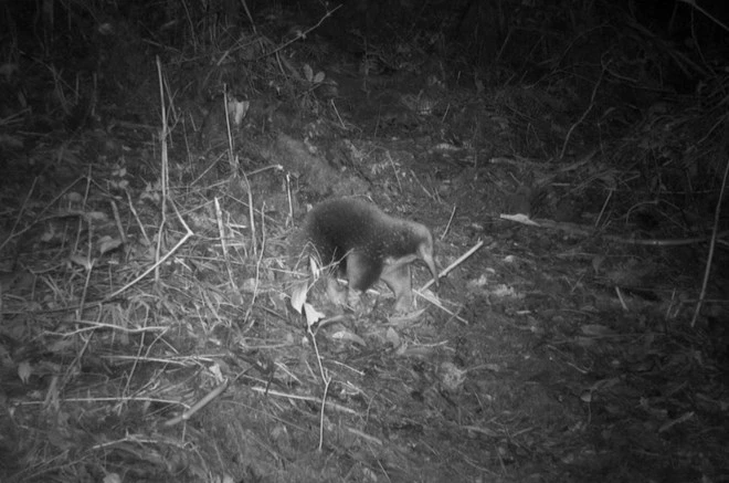 “Mất tích” 60 năm trước, thú quý bỗng tái xuất khiến chuyên gia khóc thét