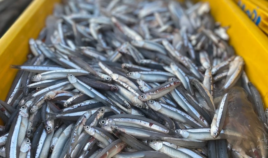 Cá cơm đánh bắt gần bờ còn tươi rói được hấp rồi phơi khô