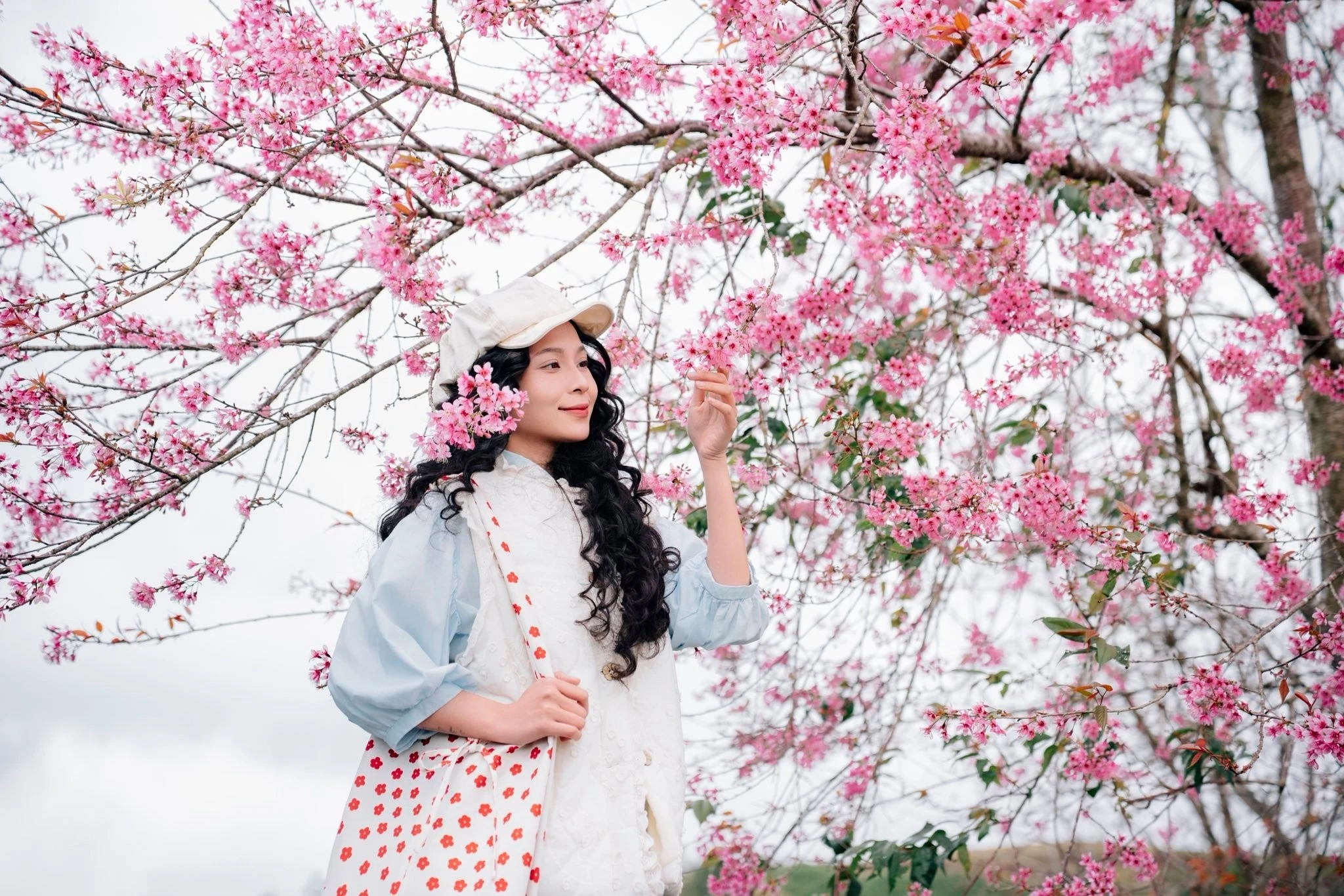 Mai anh đào Đà Lạt bung nở, chọn tour nào để 'săn hoa' trọn vẹn?