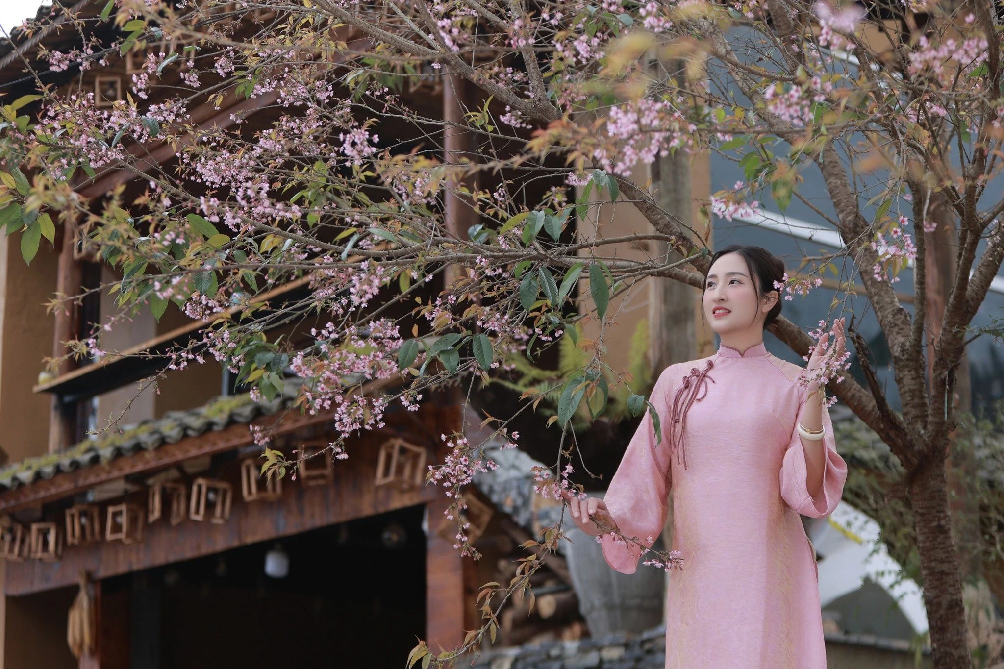 'Săn' hoa anh đào nở sớm ở Lũng Cú