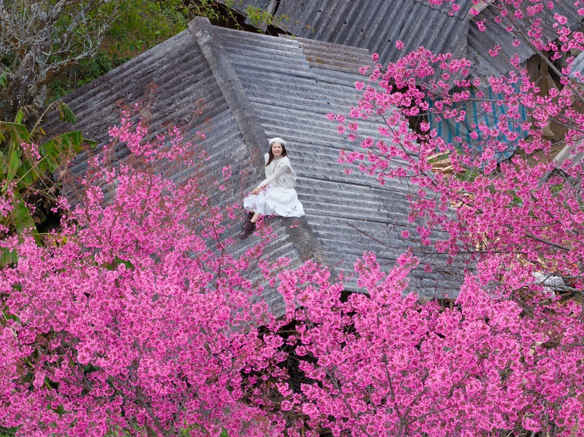 Hoa Tớ Dày vào mùa đẹp nhất, gọi bước chân du khách đến Mù Cang Chải