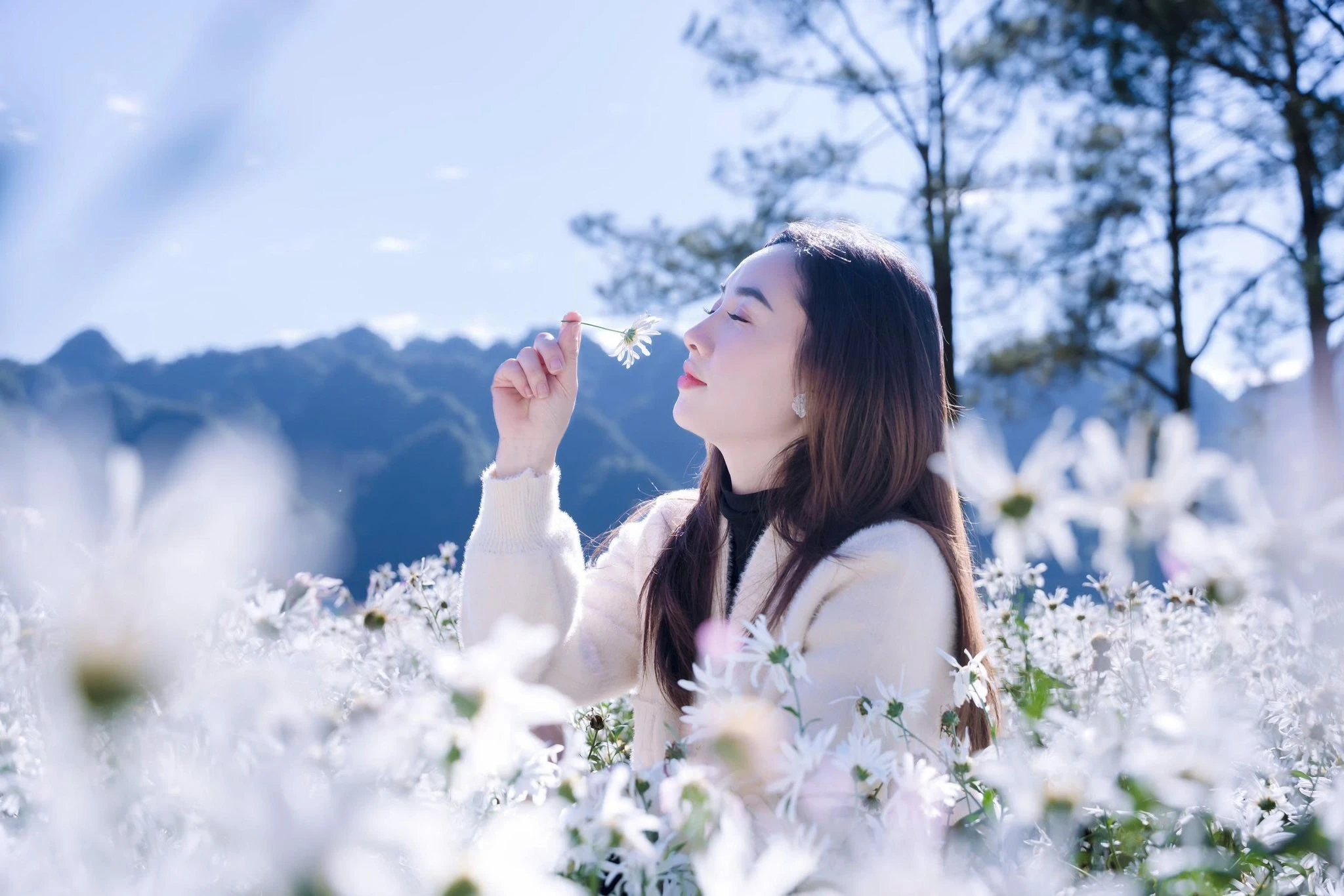 Mộc Châu khoác sắc trắng cúc họa mi, hút khách mê chụp ảnh