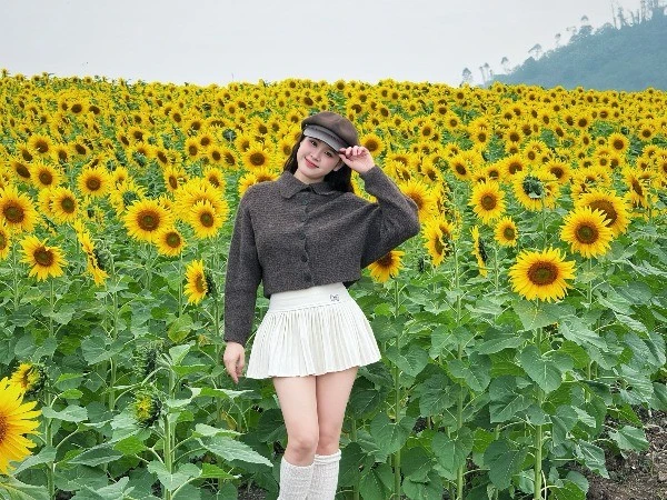 Cánh đồng hoa hướng dương Nghệ An rực vàng, điểm hẹn hút khách cuối năm