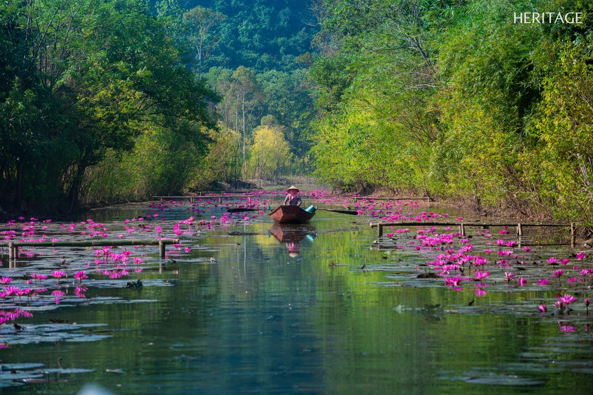 Ngắm suối Yến rực tím hoa súng điểm checkin mùa thu không thể bỏ lỡ