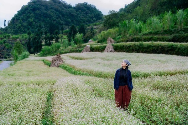 Tam giác mạch bung nở, Tuyên Quang trở thành điểm check-in hút khách
