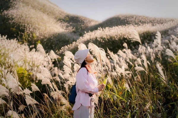 ‘Săn’ cỏ lau Bình Liêu, chọn tour nào để tận hưởng cảnh sắc tuyệt đẹp