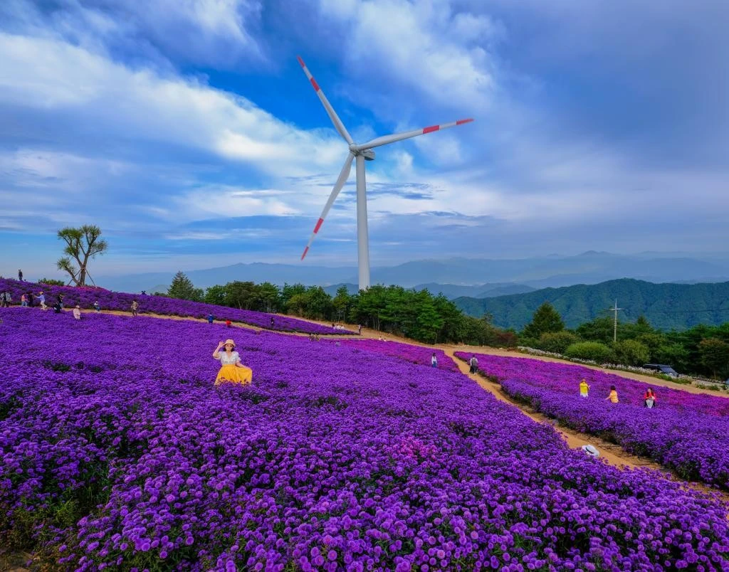 'Săn' mùa tím Gamaksan góc sống ảo đẹp như cổ tích giữa thu Hàn