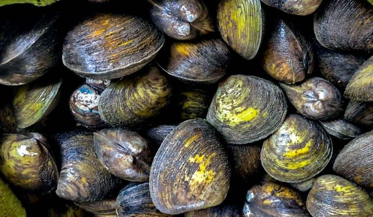 Loại đặc sản miền Tây được ví như 'nghêu khổng lồ' béo ngọt, bổ dưỡng