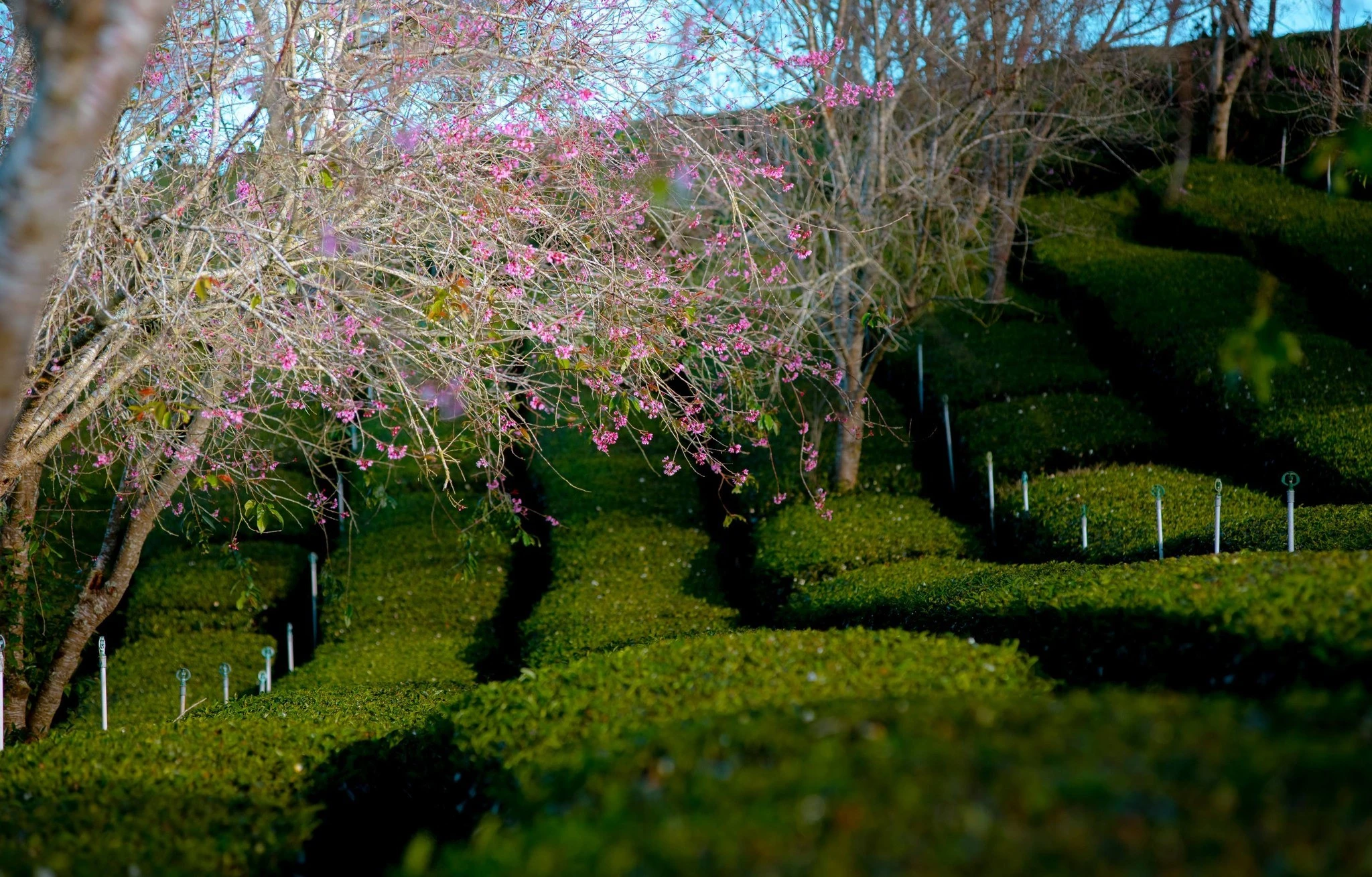 Mai anh đào nở sớm, Đà Lạt gọi mời du khách săn hoa cuối năm