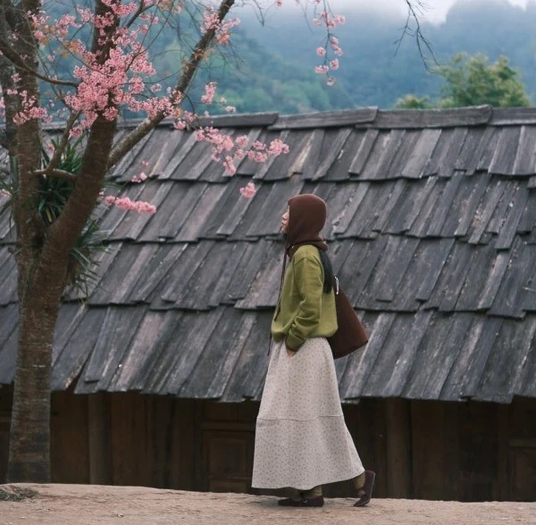 Ngắm hoa anh đào khoe sắc trên rẻo cao Nghệ An