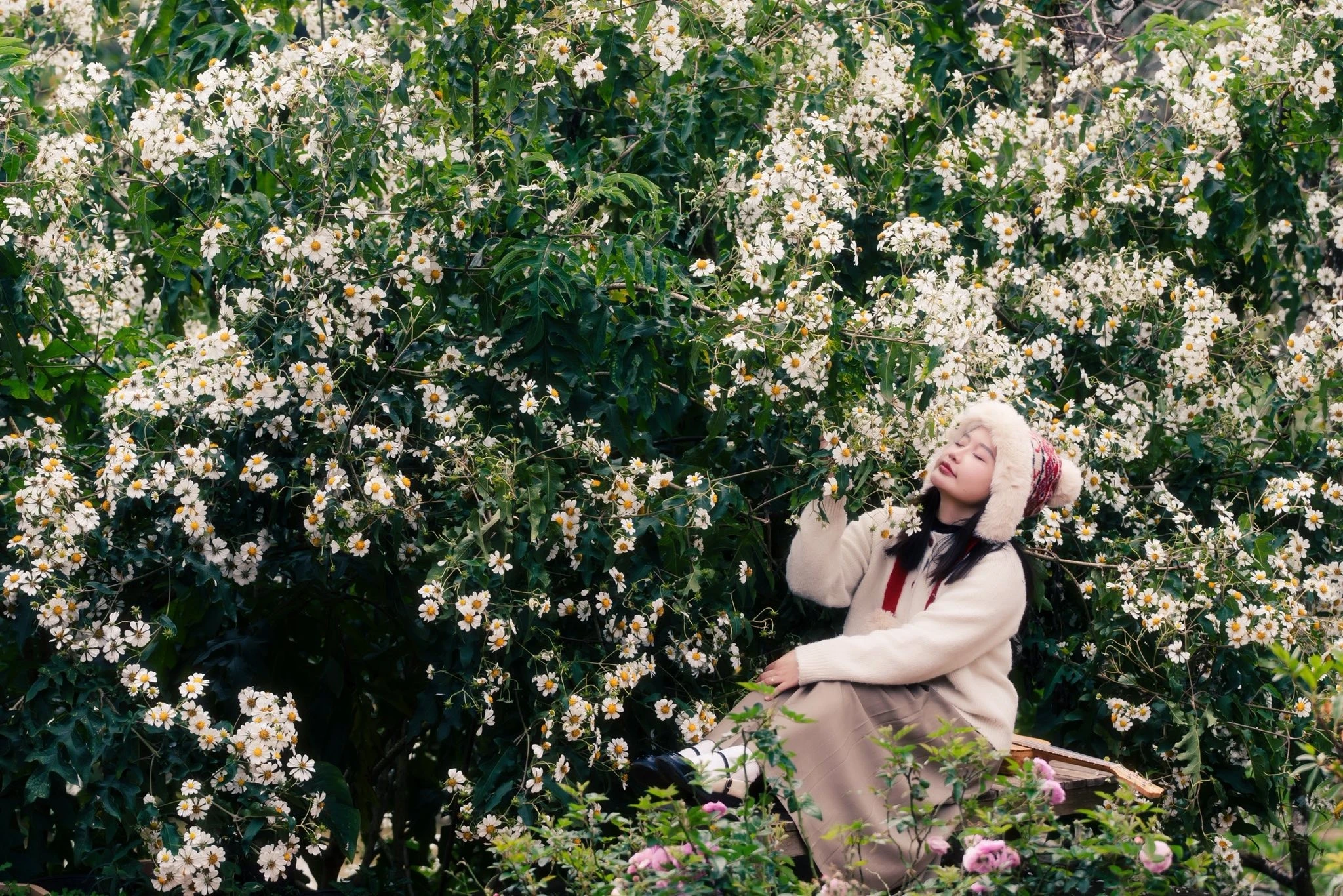 Dã quỳ trắng nở giữa Đà Lạt 'góc' sống ảo thanh khiết, ít người biết