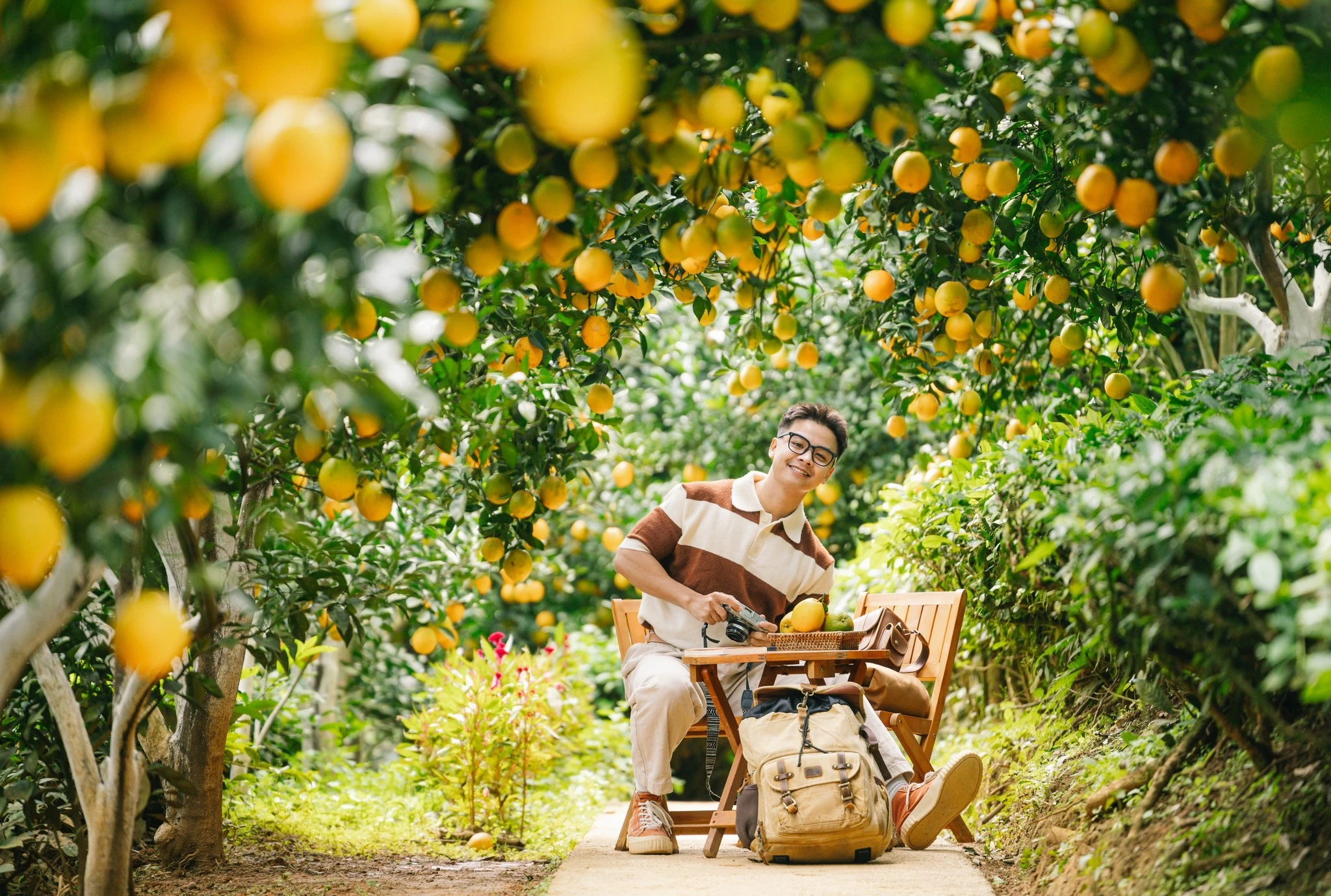Cam rốn chín vàng trên triền đồi Mộc Châu, hút khách tới 'săn' ảnh