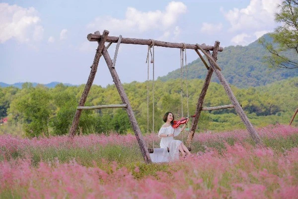 'Săn' mùa cỏ hồng chỉ cách Hà Nội 2 giờ