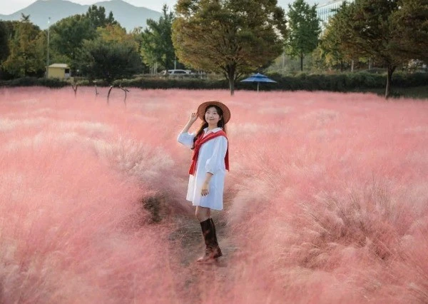 Tháng 10, rủ nhau vi vu Hàn Quốc ngắm thảm cỏ hồng Misa Gyeongjeong