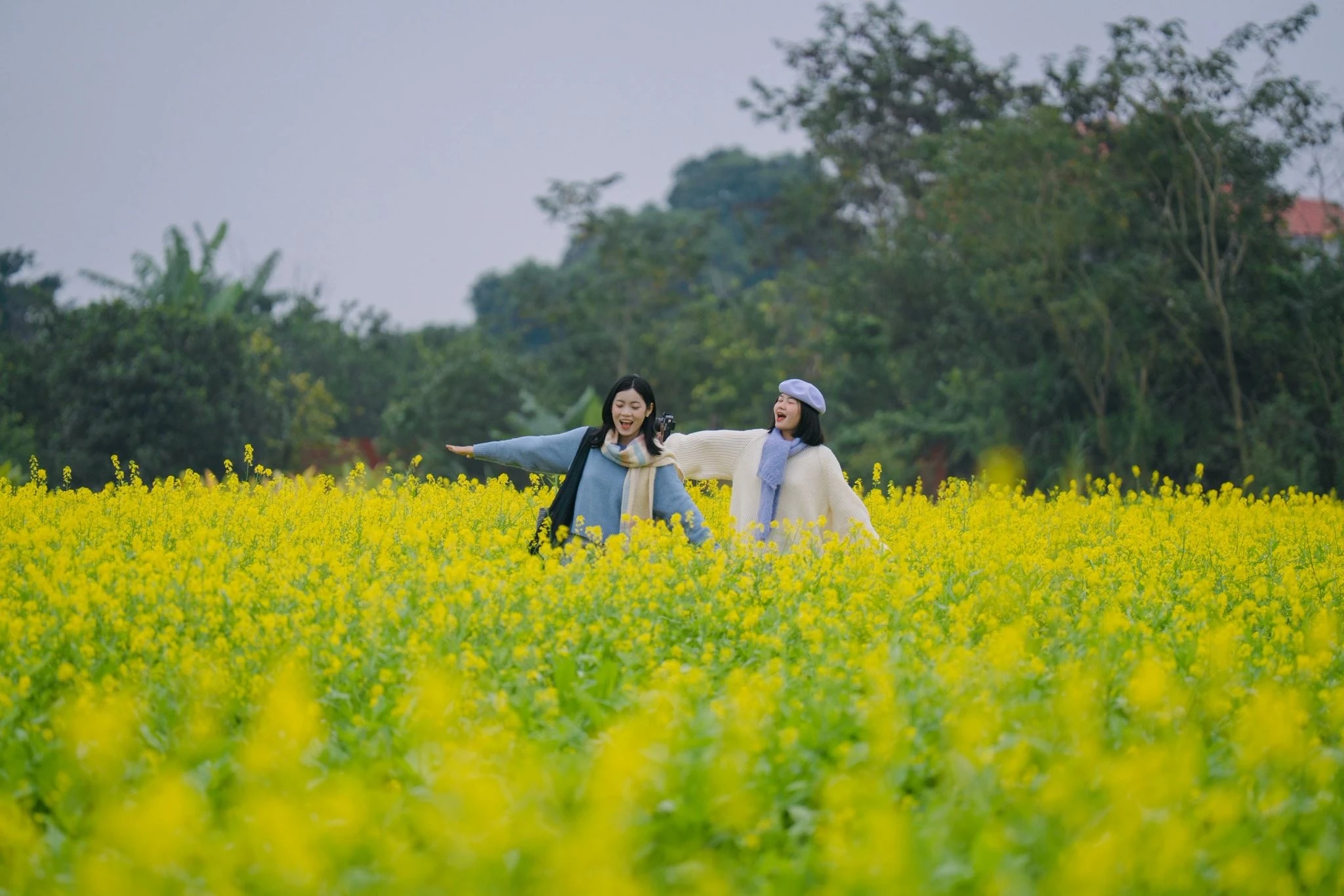 Cánh đồng hoa cải vàng rực rỡ ven sông Đuống thu hút du khách cuối năm