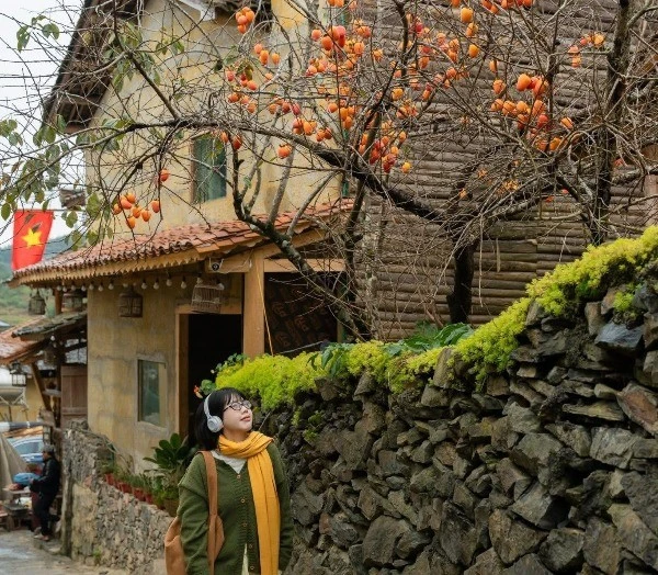 Du khách chen chân check-in cây hồng 'khổ nhất thế giới' giữa làng Lô Lô Chải