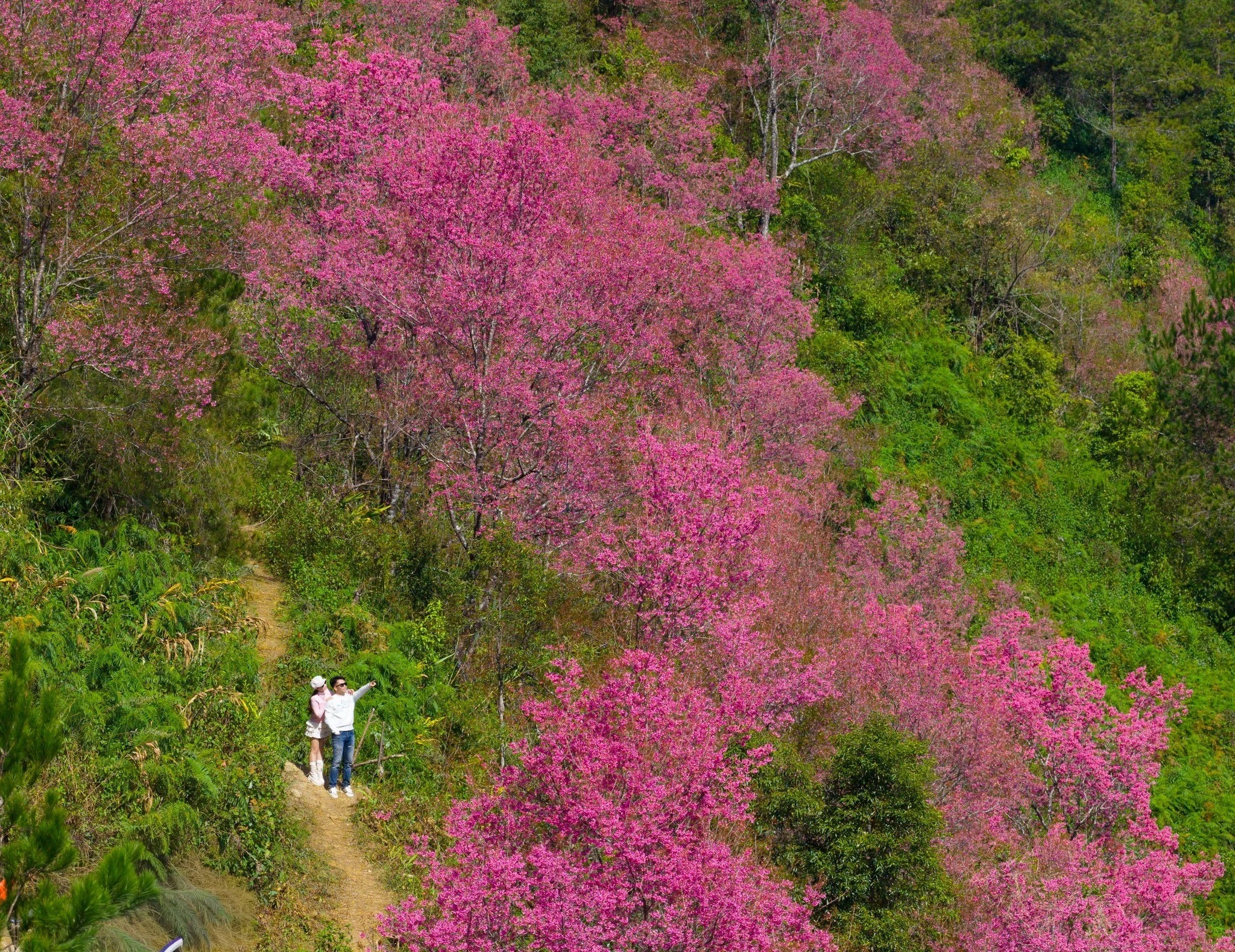 Hoa tớ dày nở rộ, Mí Háng gọi mời du khách