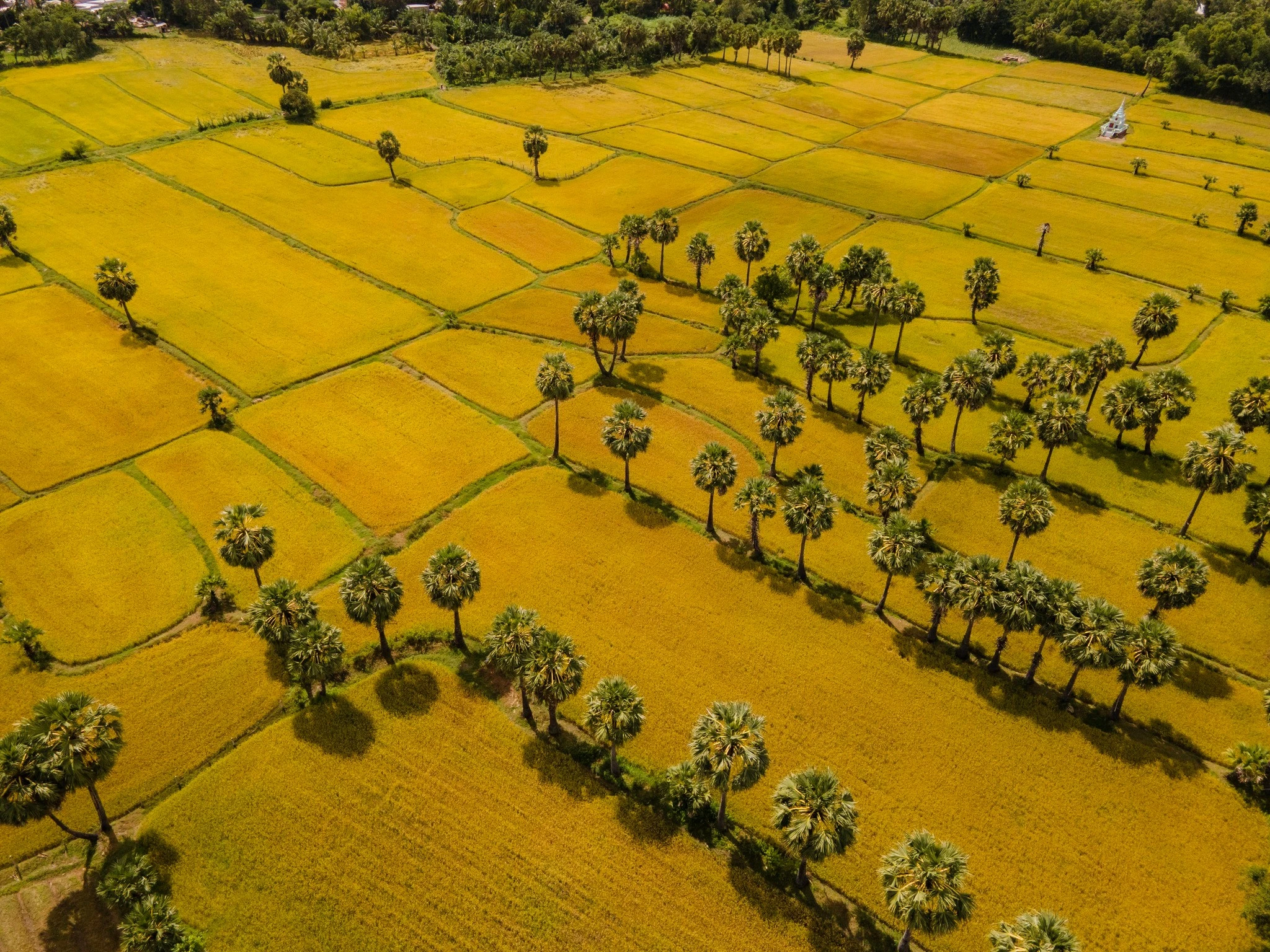 Đến An Giang ngắm 'tấm thảm vàng' Tà Pạ giữa miền Bảy Núi