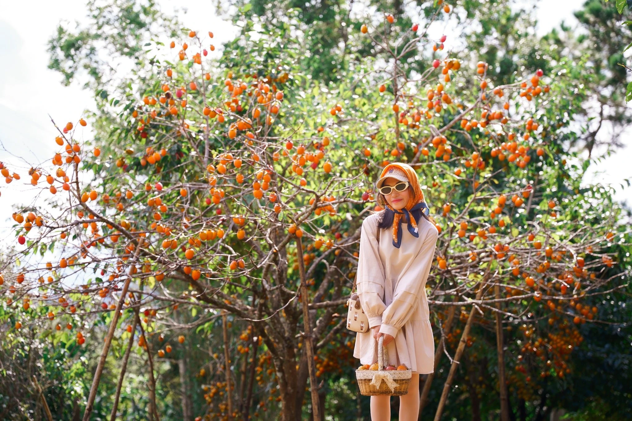 Sắc cam rực rỡ trên cao nguyên Măng Đen mùa hồng giòn