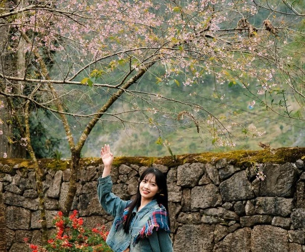 Hoa anh đào khoe sắc hồng rực rỡ tại dinh thự họ Vương