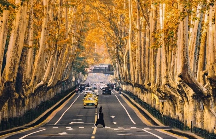 Ngẩn ngơ trước Đại lộ Ngô Đồng 'chốn' lãng mạn giữa lòng Nam Kinh