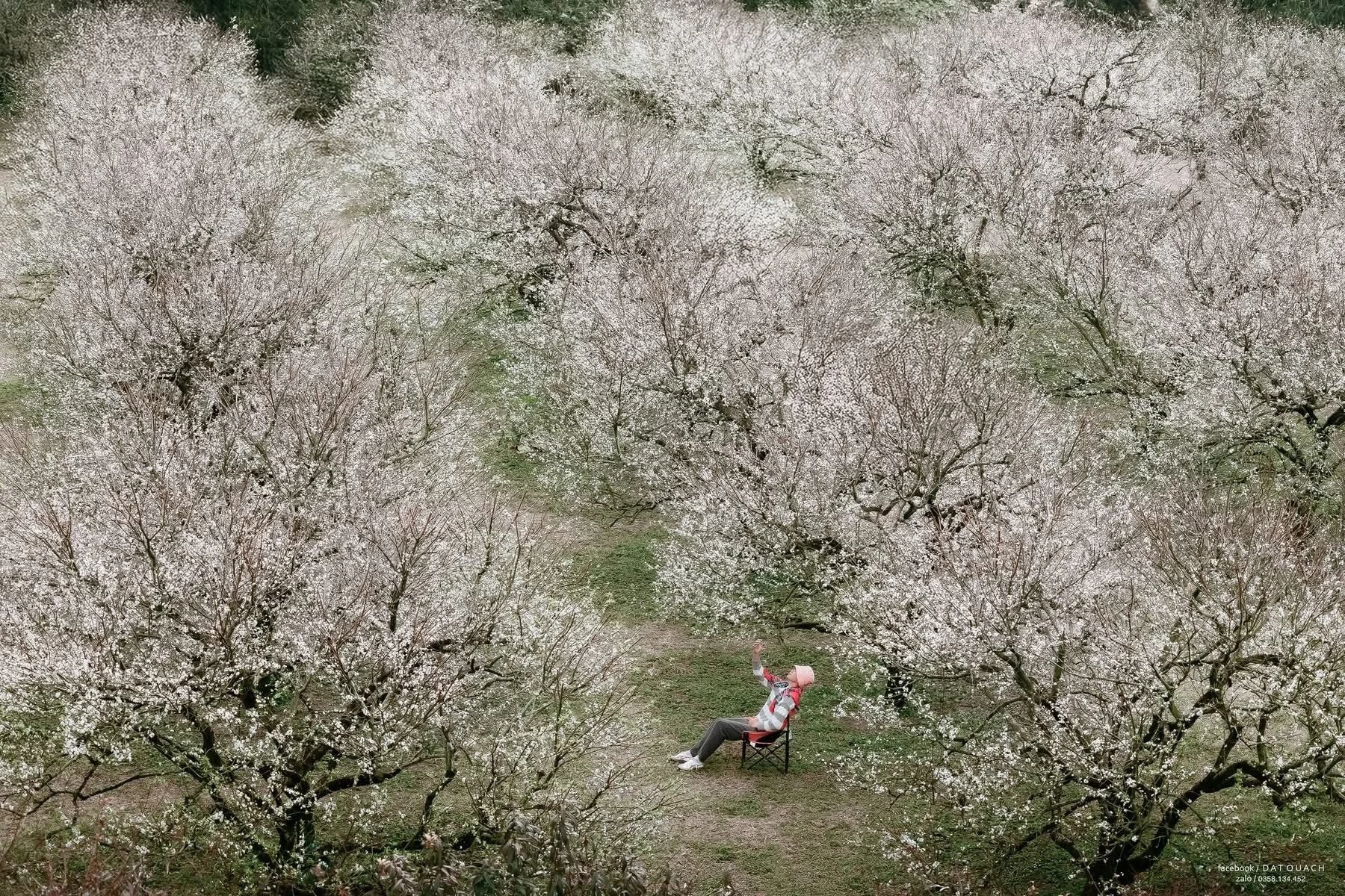 Hoa mận trái mùa khoe sắc trắng trên cao nguyên Mộc Châu, hút khách cuối năm