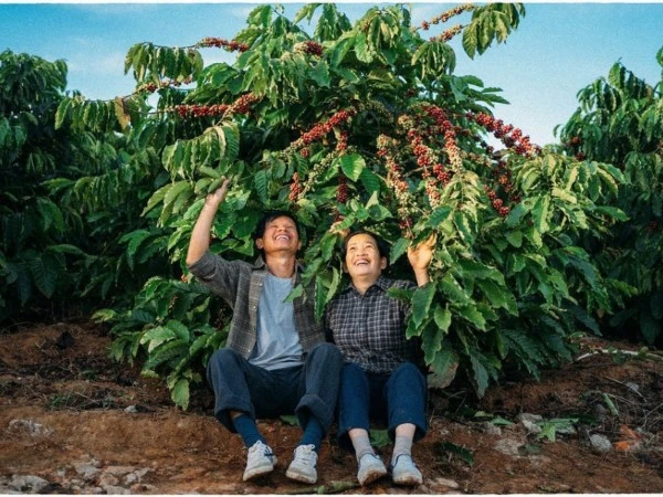 Tây Nguyên tháng 11: Mùa hoa dã quỳ, cà phê chín và biển mây trắng