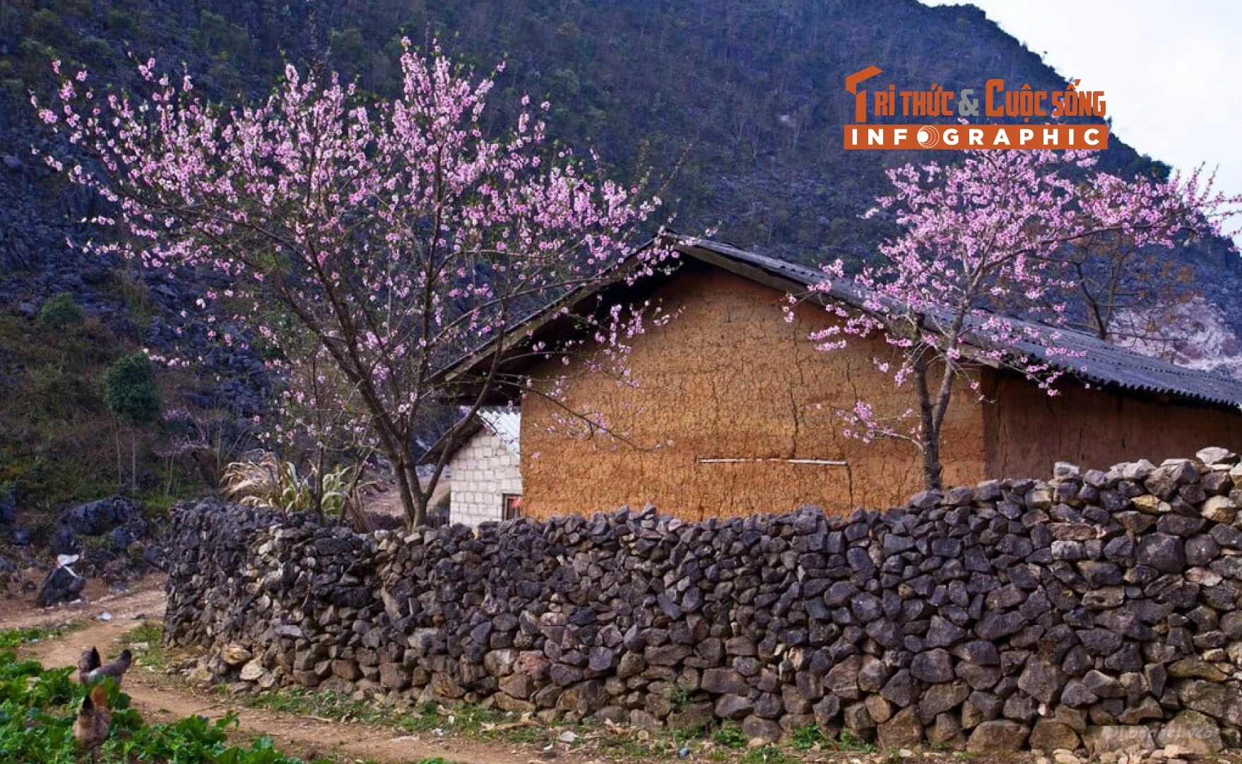 [INFO] Điểm đến lý tưởng ngắm hoa anh đào ở Tuyên Quang dịp Tết Dương lịch