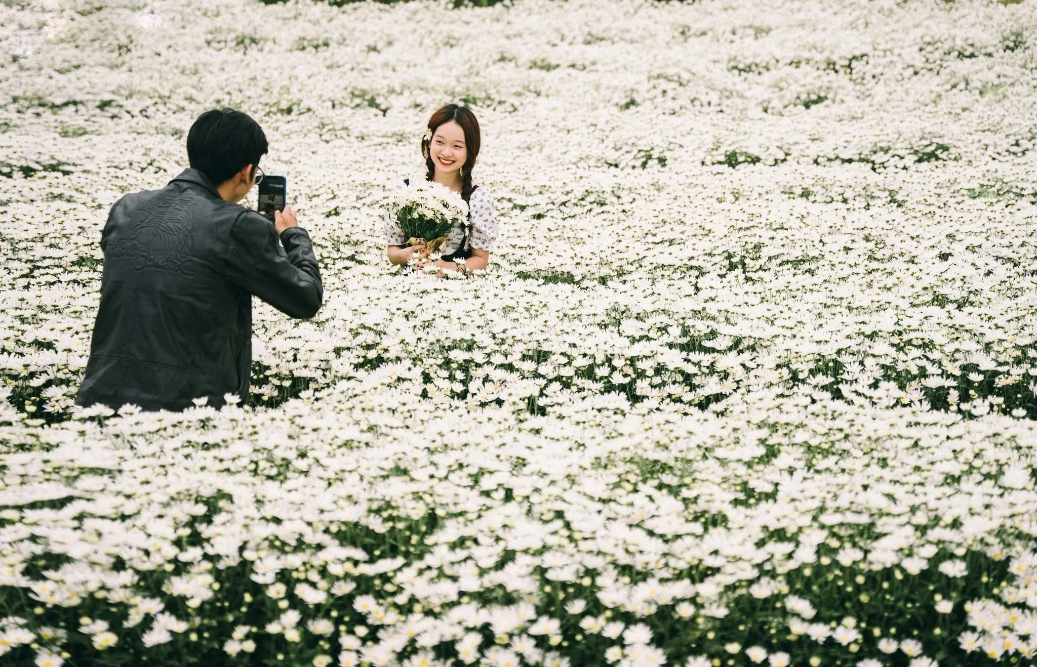 Cúc họa mi Hà Nội nở rộ, hút các nàng thơ check-in mùa đông