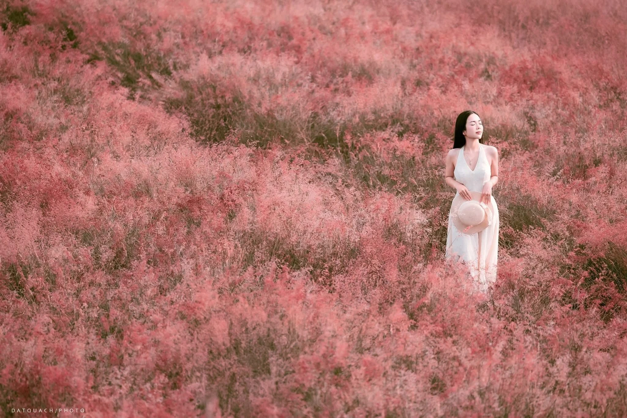 Đồi cỏ hồng Mộc Châu rực sắc hút các nàng thơ tới check-in