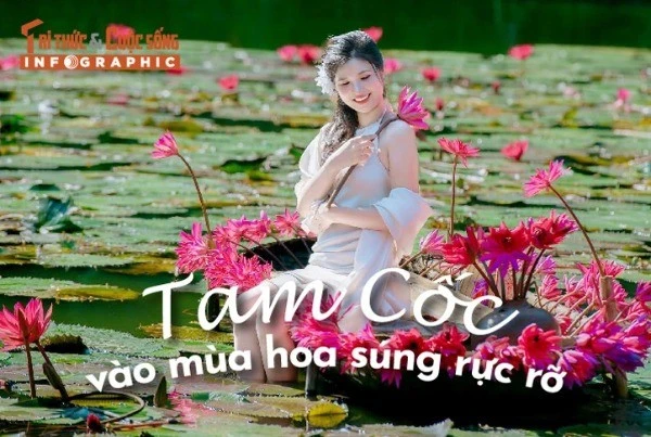 [INFOGRAPHIC] Tam Cốc vào mùa hoa súng rực rỡ