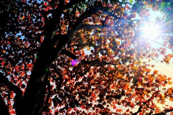 Rừng phong Nhìu Cồ San rực rỡ sắc thu, điểm hẹn mới của du khách yêu xê dịch