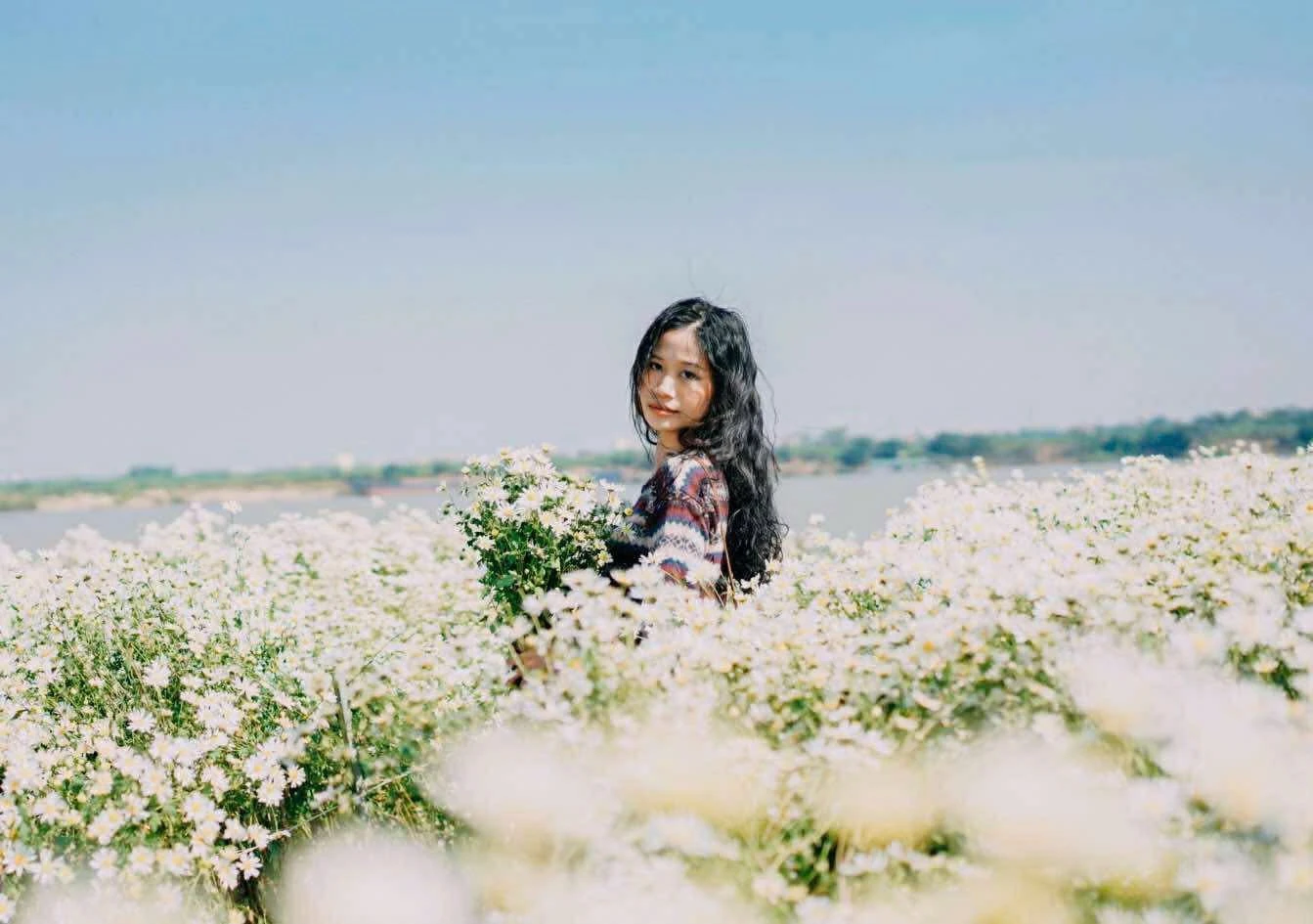 Cúc họa mi vào vụ, bãi đá sông Hồng rộn ràng khách đổ về săn sắc trắng