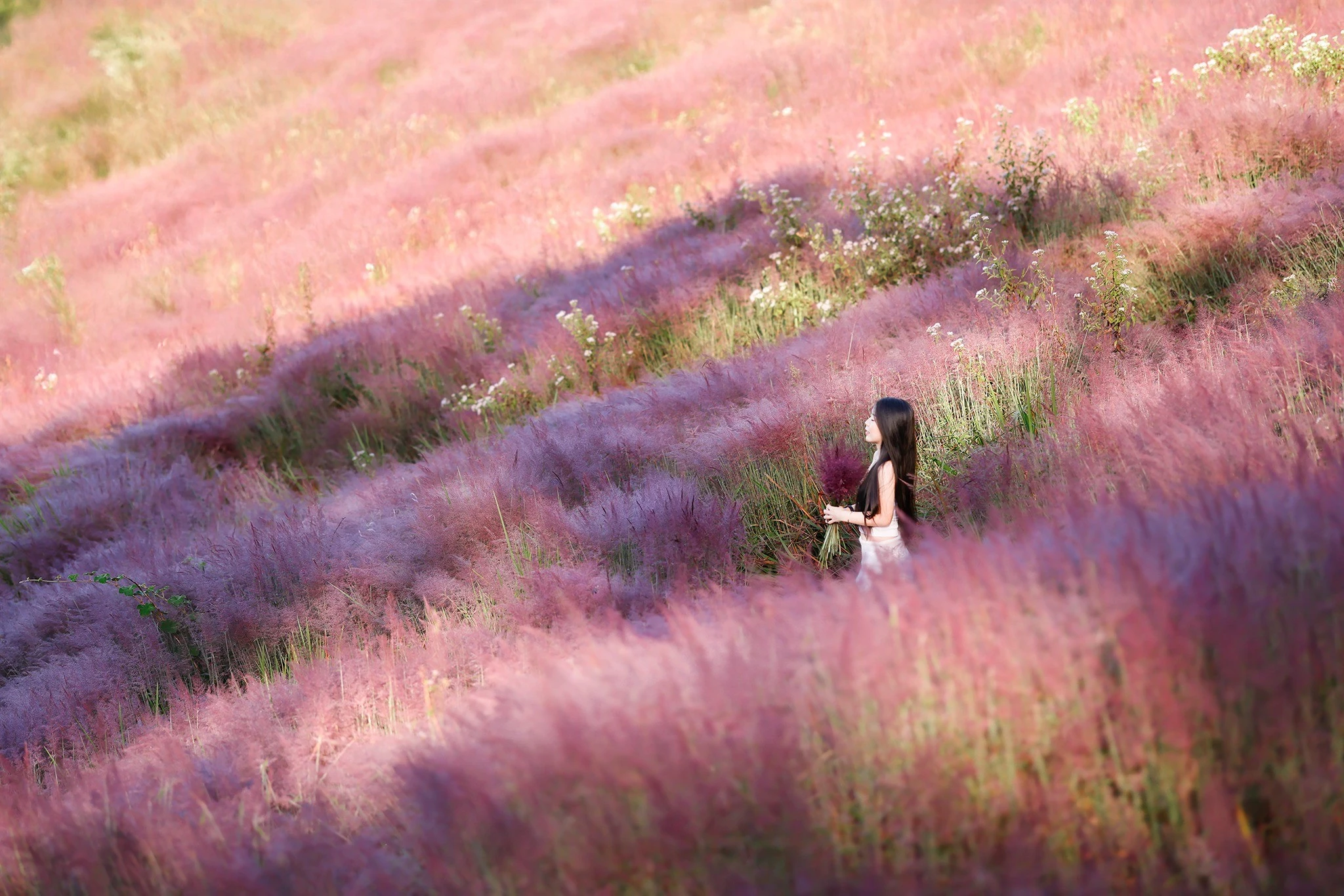 Đồi cỏ lau hồng Đà Lạt rực rỡ, hút hồn du khách yêu thiên nhiên