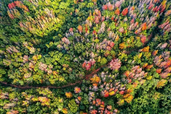 Đẹp ngỡ ngàng mùa lá đỏ ở rừng Khe Sanh