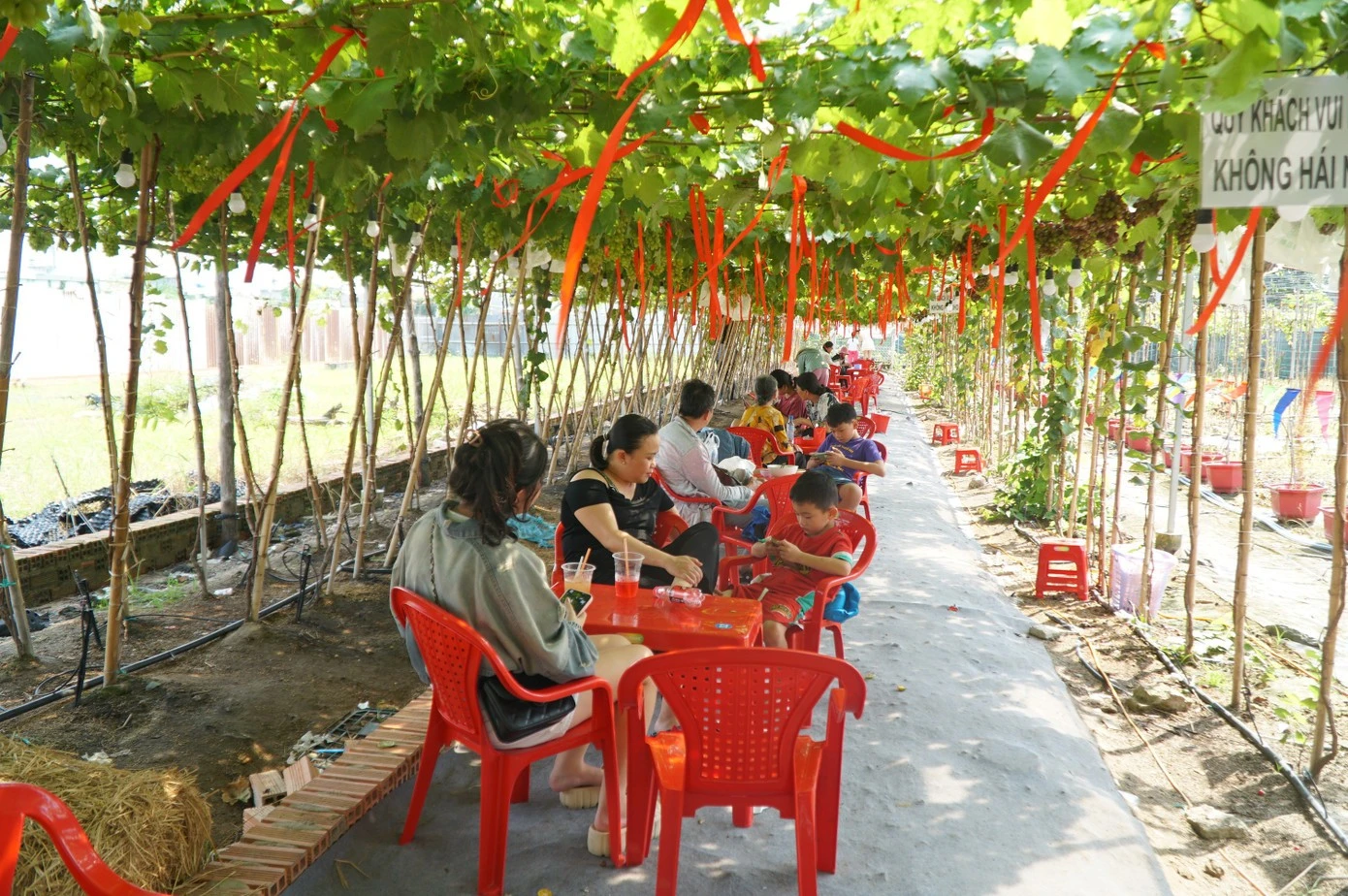 View - Quán cà phê giữa vườn nho trĩu quả, điểm check-in mới lạ ở TP HCM | Báo Tri thức và Cuộc sống - TIN TỨC PHỔ BIẾN KIẾN THỨC 24H