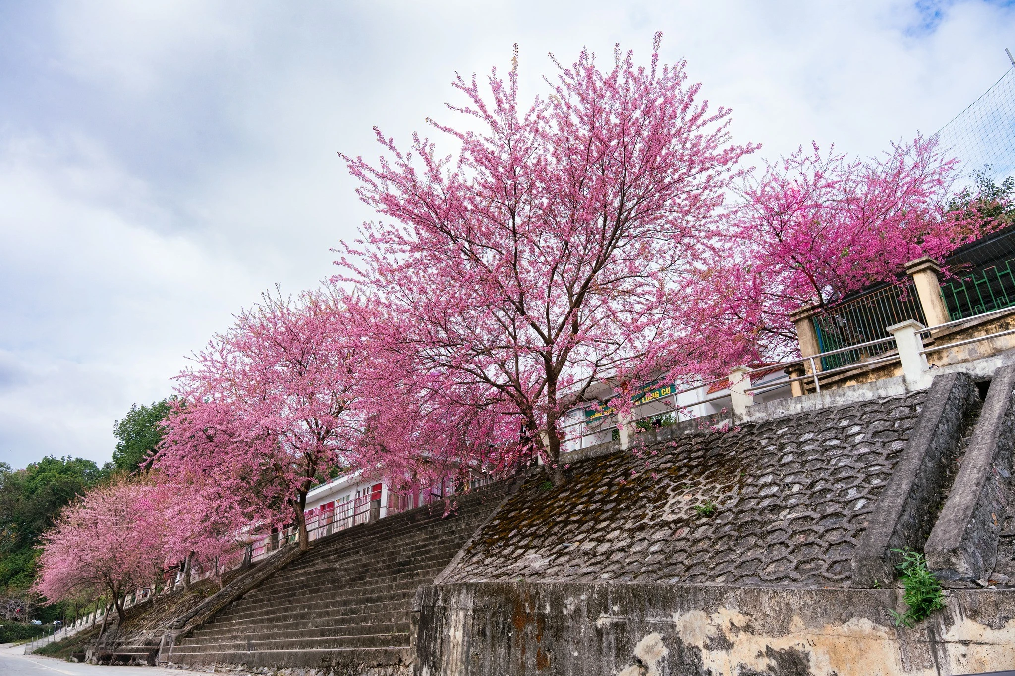 Sắc hồng mai anh đào rực rỡ tại Đồn Biên phòng Lũng Cú hút khách tới check-in