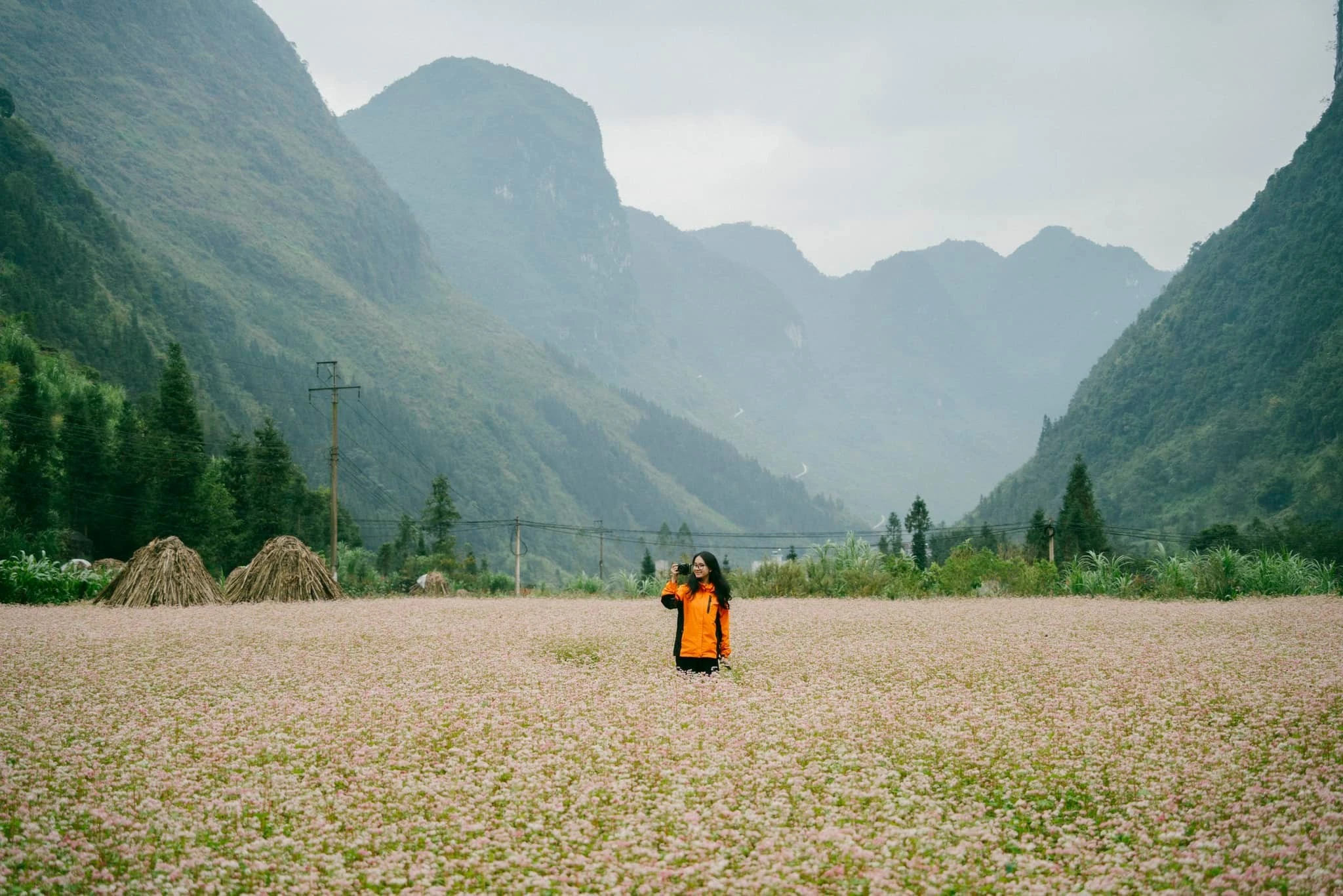 Khám phá mùa hoa rực rỡ miền Bắc từ Tuyên Quang đến Sa Pa