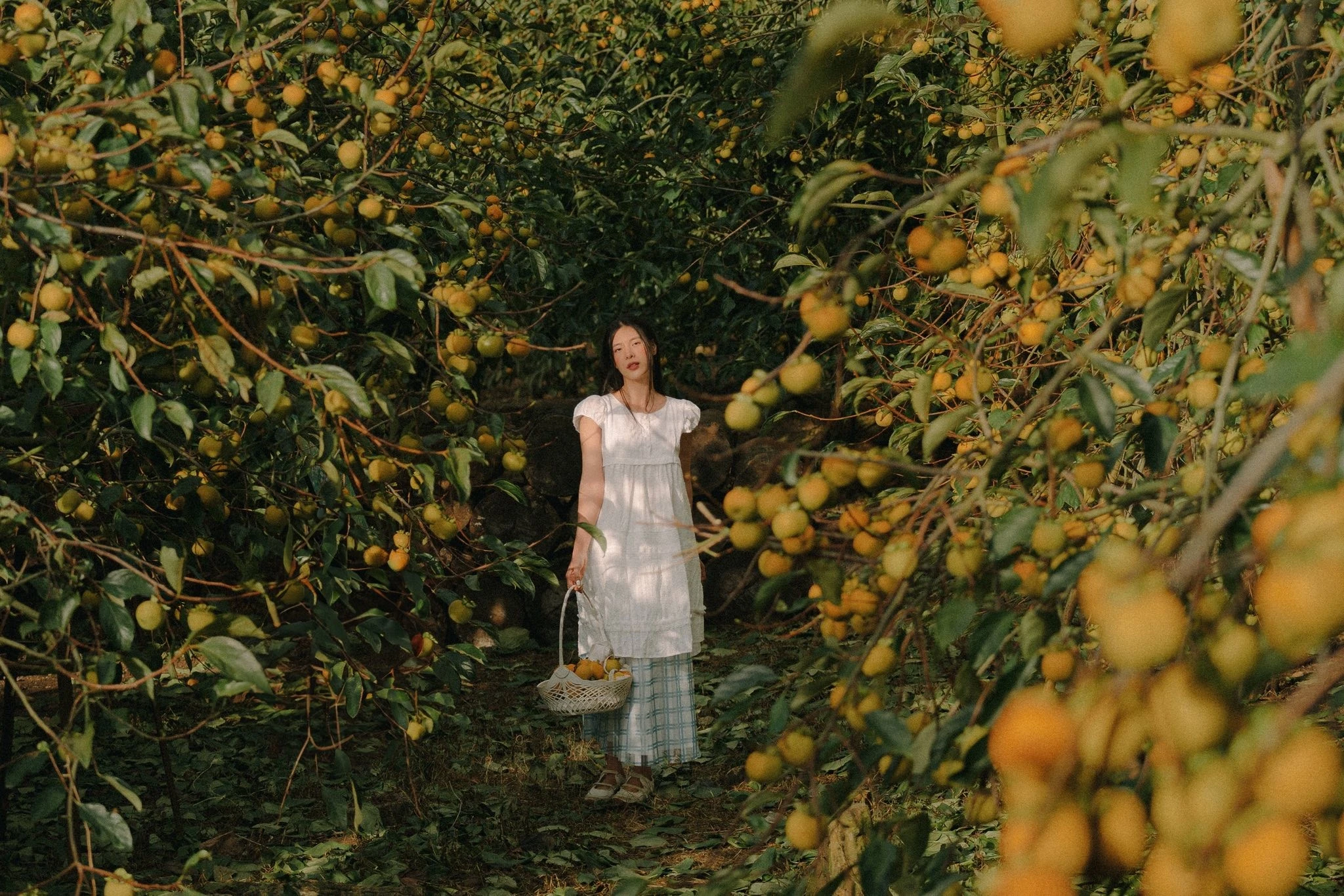 Về cao nguyên Mộc Châu mùa thu, đón mùa hồng chín và đồi cỏ hồng rực rỡ