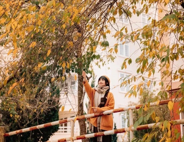 Ghé Đà Lạt mùa cây thay lá, ngắm sắc vàng đỏ phủ khắp phố núi