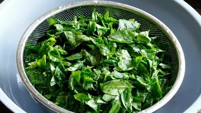 Vò rau ngót trước khi nấu có làm mất chất dinh dưỡng?