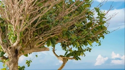 Hè này khám phá Bích Đầm, nên đi tour hay tự túc?