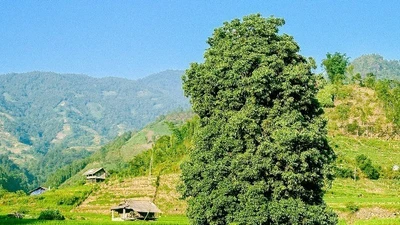 Đắm say mùa lúa xanh Nậm Cang